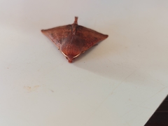 Drepanogynis villaria