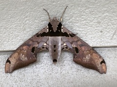 Adhemarius gannascus