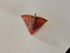 Drepanogynis villaria