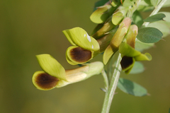 Vicia melanops
