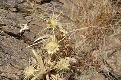Centaurea sinaica