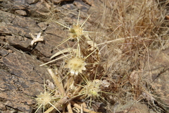 Centaurea sinaica