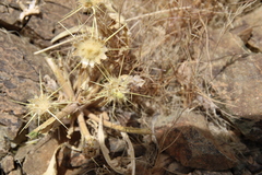 Centaurea sinaica