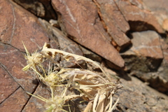 Centaurea sinaica