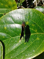 Paracarystus hypargyra