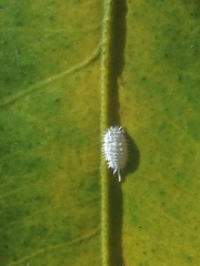 Cryptolaemus