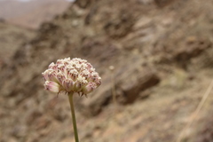 Pycnocycla tomentosa