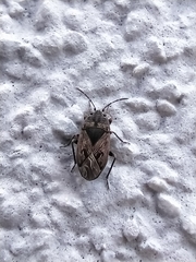 Trapezonotus arenarius