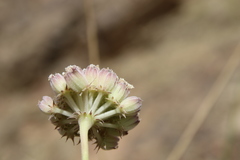 Pycnocycla tomentosa