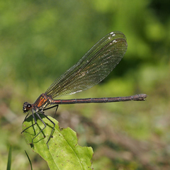 Mnais pruinosa