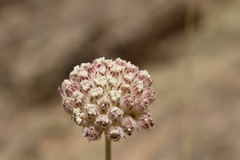 Pycnocycla tomentosa