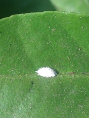 Cryptolaemus