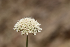 Pycnocycla tomentosa