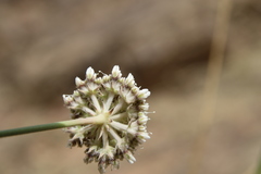 Pycnocycla tomentosa