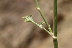 Pycnocycla tomentosa