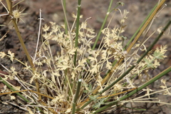 Pycnocycla tomentosa