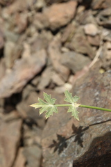 Pycnocycla tomentosa