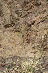 Pycnocycla tomentosa