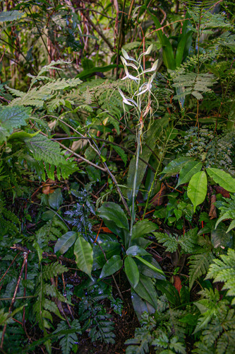 Habenaria image