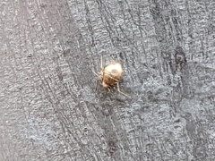 Aphidomorpha