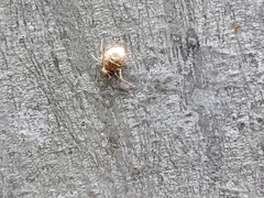Aphidomorpha