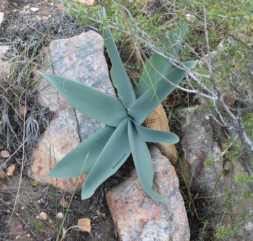 Image of Brunsvigia josephinae by (c) Justin Ponder, some rights reserved (CC BY)