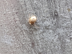 Aphidomorpha