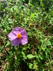 Cistus tauricus