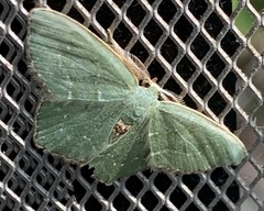 Chloropteryx tepperaria