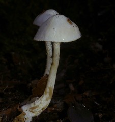 Cortinarius cycneus