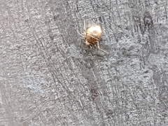 Aphidomorpha