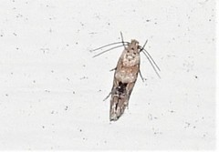 Mompha stellella