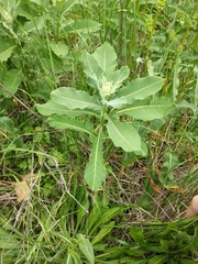 Asclepias syriaca