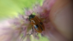 Clytra quadripunctata