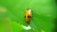 Clytra quadripunctata