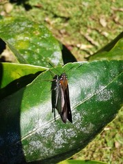 Paracarystus hypargyra