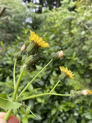 Sonchus oleraceus
