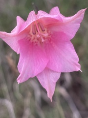 Gladiolus meridionalis