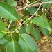 Shortleaf Fig - Photo (c) Juan Gabriel, some rights reserved (CC BY-NC), uploaded by Juan Gabriel