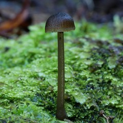Entoloma procerum