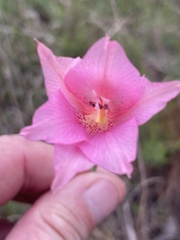 Gladiolus meridionalis