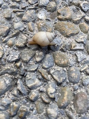 Bulimulus bonariensis