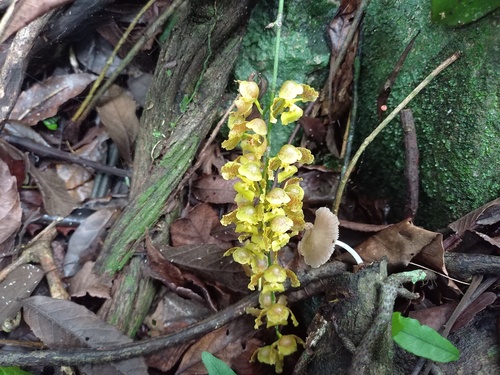 Baptistonia venusta 3