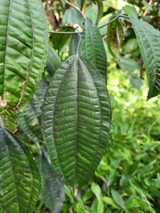 Miconia laevigata