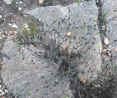 Image of Lampranthus haworthii by (c) Justin Ponder, some rights reserved (CC BY)