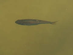 Hesperoleucus symmetricus