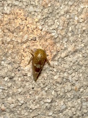 Ophiderma evelyna
