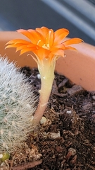 Rebutia