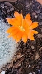 Rebutia