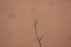 Matthiola arabica